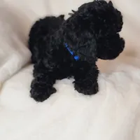 Blue, a male Poodle - Toy  for sale in Greenbrier, AR – 3 of 3