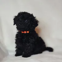 Orange, a male Poodle - Toy  for sale in Greenbrier, AR – 2 of 3