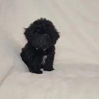 Grey, a male Poodle - Toy  for sale in Greenbrier, AR – 3 of 3