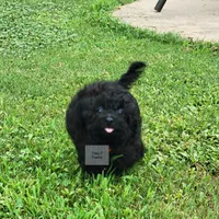 Orange, a male Poodle - Miniature  for sale in Greenbrier, AR – 3 of 6