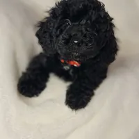 Red, a male Poodle - Toy  for sale in Greenbrier, AR – 1 of 4