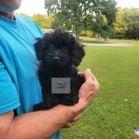 Orange, a male Poodle - Miniature  for sale in Greenbrier, AR – 1 of 6