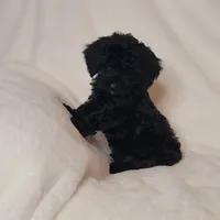 Blue, a male Poodle - Toy  for sale in Greenbrier, AR – 2 of 3