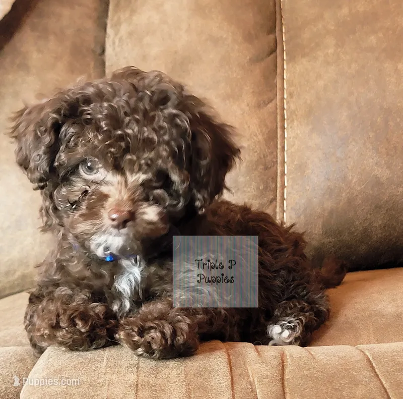 "Blue" – Poodle - Toy  puppy for sale in Greenbrier, AR
