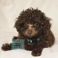 "Blue", a male Poodle - Toy  for sale in Greenbrier, AR – 2 of 2