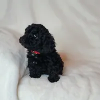Red, a male Poodle - Toy  for sale in Greenbrier, AR – 4 of 4