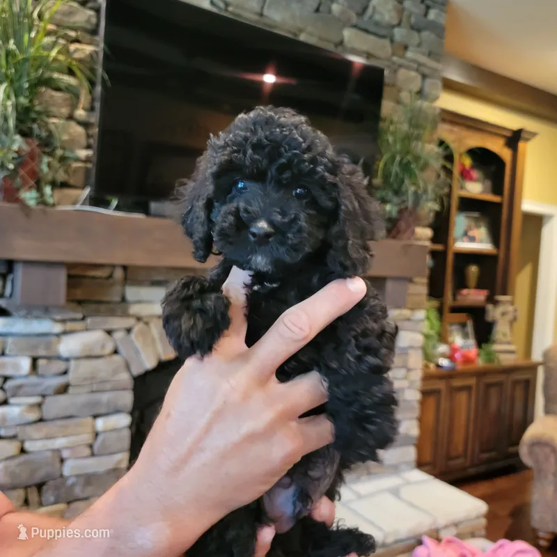 Blue – Poodle - Toy  puppy for sale in Greenbrier, AR