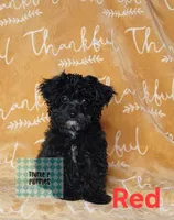 "Red", a male Poodle - Toy  for sale in Greenbrier, AR – 1 of 2