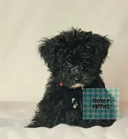 "Red", a male Poodle - Toy  for sale in Greenbrier, AR – 2 of 2