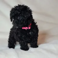 Pink, a female Poodle - Toy  for sale in Greenbrier, AR – 2 of 3