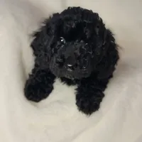 Red, a male Poodle - Toy  for sale in Greenbrier, AR – 3 of 4
