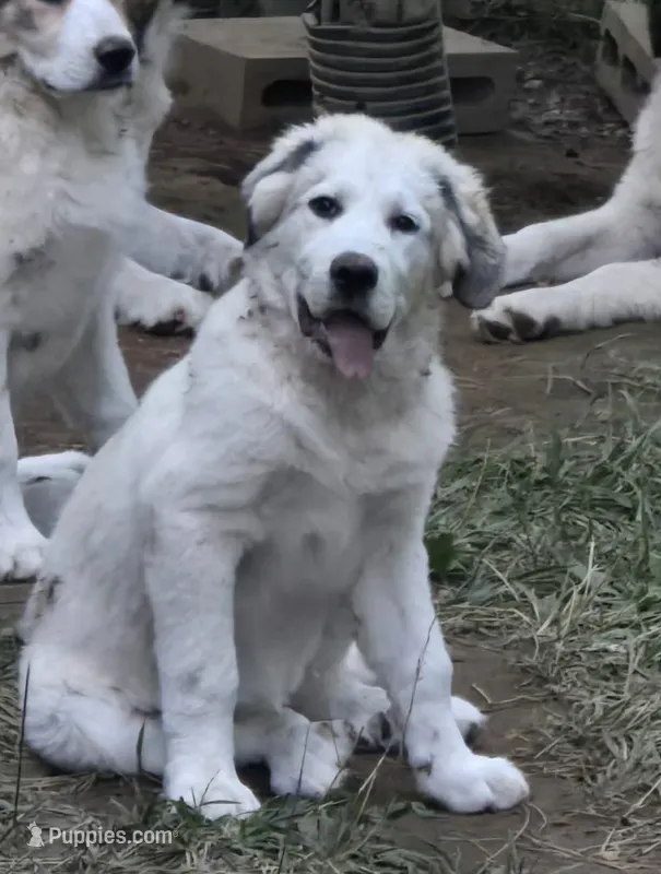 Patch – Bernese Mountain Dog, Great Pyrenees puppy for sale in Spring City, TN