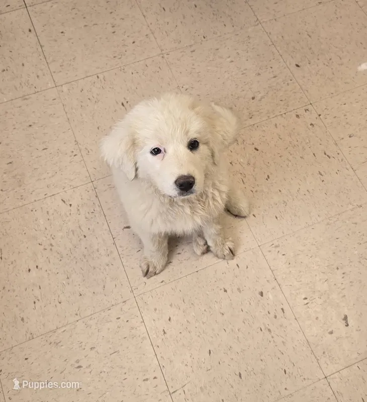 Winky – Bernese Mountain Dog, Great Pyrenees puppy for sale in Spring City, TN