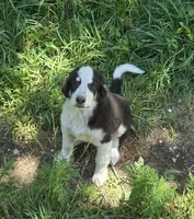 GG, a male Bernese Mountain Dog and Great Pyrenees for sale in Spring City, TN – 1 of 4
