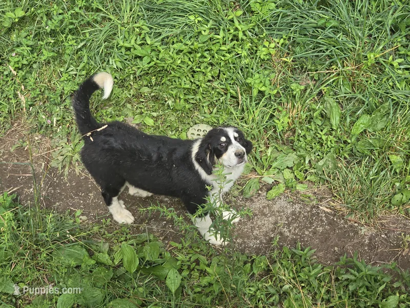 Freckles – Bernese Mountain Dog, Great Pyrenees puppy for sale in Spring City, TN