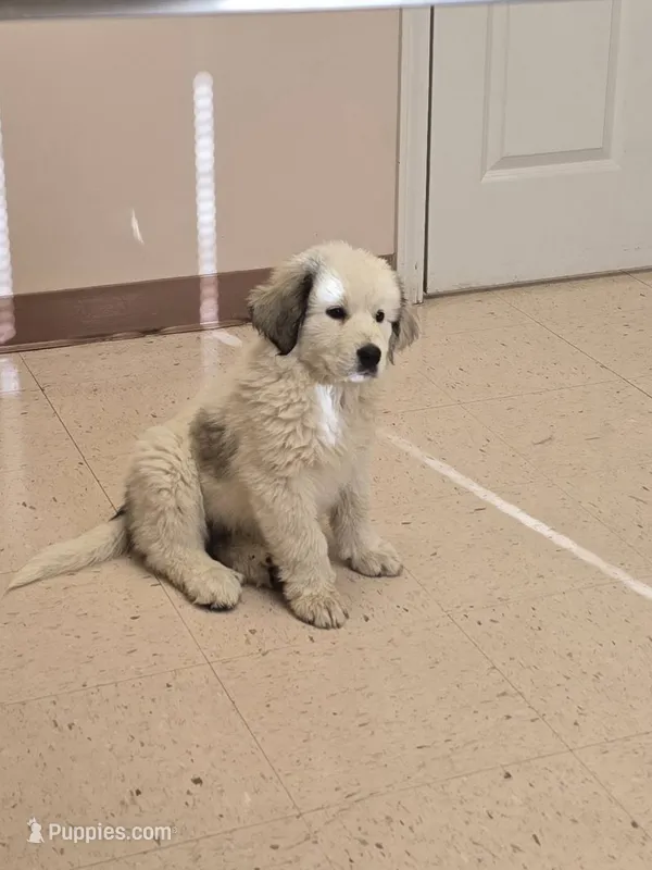 Spot – Bernese Mountain Dog, Great Pyrenees puppy for sale in Spring City, TN