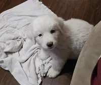 Winky, a female Bernese Mountain Dog and Great Pyrenees for sale in Spring City, TN – Photo 2 of 2