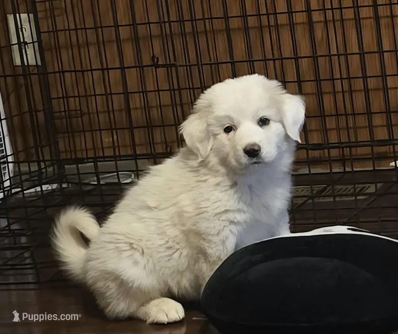 Winky – Bernese Mountain Dog, Great Pyrenees puppy for sale in Spring City, TN