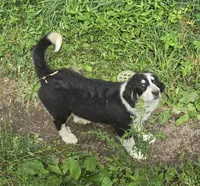Freckles, a female Bernese Mountain Dog and Great Pyrenees for sale in Spring City, TN – 3 of 3