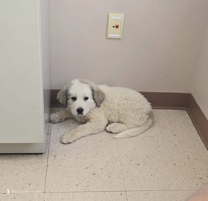 Patch – Bernese Mountain Dog, Great Pyrenees puppy for sale in Spring City, TN