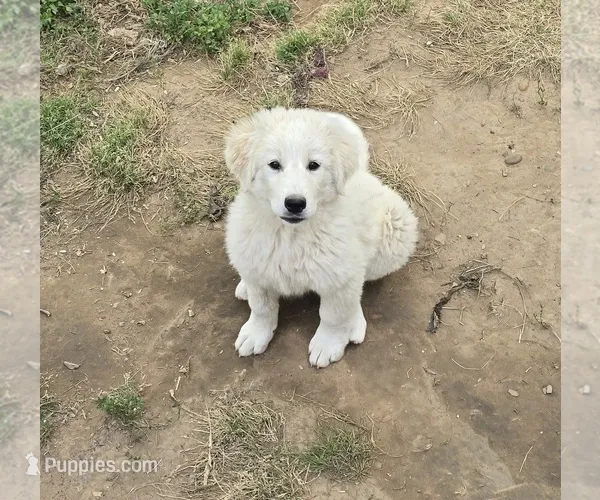 Snow – Bernese Mountain Dog, Great Pyrenees puppy for sale in Spring City, TN