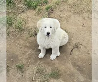 Snow, a female Bernese Mountain Dog and Great Pyrenees for sale in Spring City, TN – 1 of 1