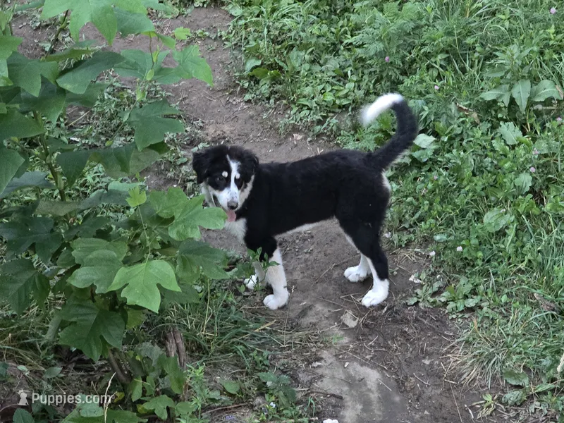 Freckles – Bernese Mountain Dog, Great Pyrenees puppy for sale in Spring City, TN