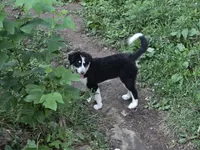 Freckles, a female Bernese Mountain Dog and Great Pyrenees for sale in Spring City, TN – 1 of 3