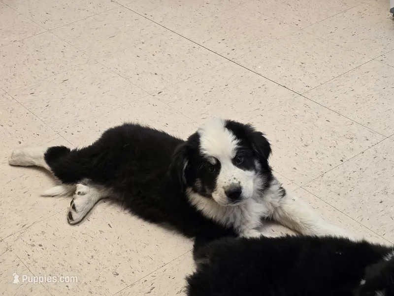 Gus – Bernese Mountain Dog, Great Pyrenees puppy for sale in Spring City, TN