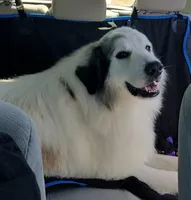 Gus, a male Bernese Mountain Dog and Great Pyrenees for sale in Spring City, TN – Photo 3 of 3