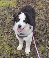 Gus, a male Bernese Mountain Dog and Great Pyrenees for sale in Spring City, TN – Photo 2 of 3