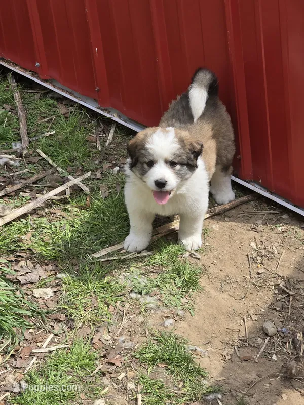 Brenda – Bernese Mountain Dog, Great Pyrenees puppy on hold in Spring City, TN