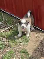 Brenda, a female Bernese Mountain Dog and Great Pyrenees for sale in Spring City, TN – 1 of 1