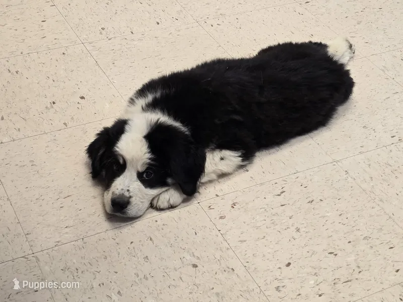 GG – Bernese Mountain Dog, Great Pyrenees puppy for sale in Spring City, TN