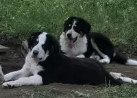 GG, a male Bernese Mountain Dog and Great Pyrenees for sale in Spring City, TN – 2 of 4