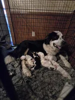 GG, a male Bernese Mountain Dog and Great Pyrenees for sale in Spring City, TN – 3 of 3