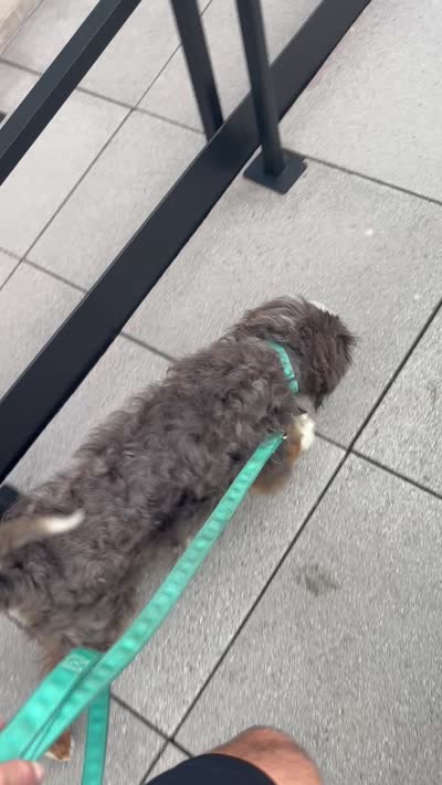 Maui, a male Bernedoodle for sale in New York, NY – 7 of 8