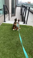 Maui, a male Bernedoodle for sale in New York, NY – 2 of 8