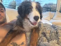 Maui, a male Bernedoodle for sale in New York, NY – 5 of 8