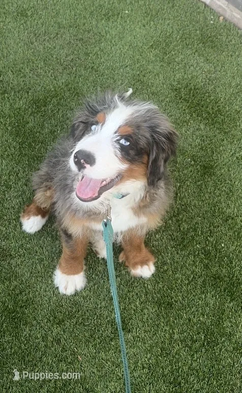 Maui – Bernedoodle puppy for sale in New York, NY