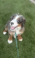Maui, a male Bernedoodle for sale in New York, NY – 1 of 8