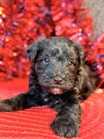 Black With white Socks Girl, a female Miniature Schnauzer for sale in Dundalk, MD – 3 of 4