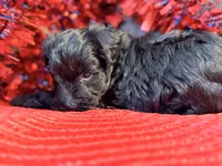 Black With white Socks Girl, a female Miniature Schnauzer for sale in Dundalk, MD – 2 of 4