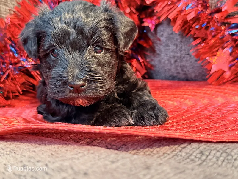 Black With white Socks Girl – Miniature Schnauzer puppy for sale in Dundalk, MD
