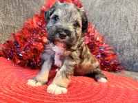 Salt and Pepper male , a male Miniature Schnauzer for sale in Dundalk, MD – 1 of 3