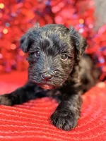 Black With white Socks Girl, a female Miniature Schnauzer for sale in Dundalk, MD – 4 of 4