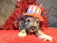 Salt and Pepper male , a male Miniature Schnauzer for sale in Dundalk, MD – 2 of 3