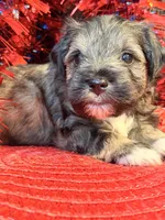Salt and Pepper male , a male Miniature Schnauzer for sale in Dundalk, MD – 3 of 3