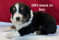 DR1, a male Australian Shepherd for sale in Ada, OH – 5 of 9