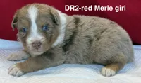 DR2, a female Australian Shepherd for sale in Ada, OH – 2 of 7